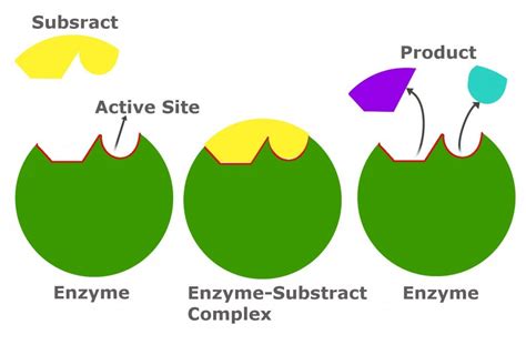 enzymes and substrates biology